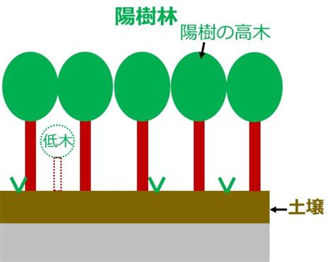 陰陽木|陰樹の特徴と陽樹の特徴 違いも解説 – 庭師の独り言